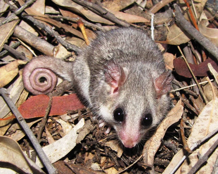 small, grey animal standing on a bed of brown leaves