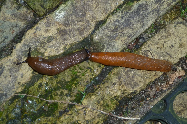 a slug on a brick walk near green moss