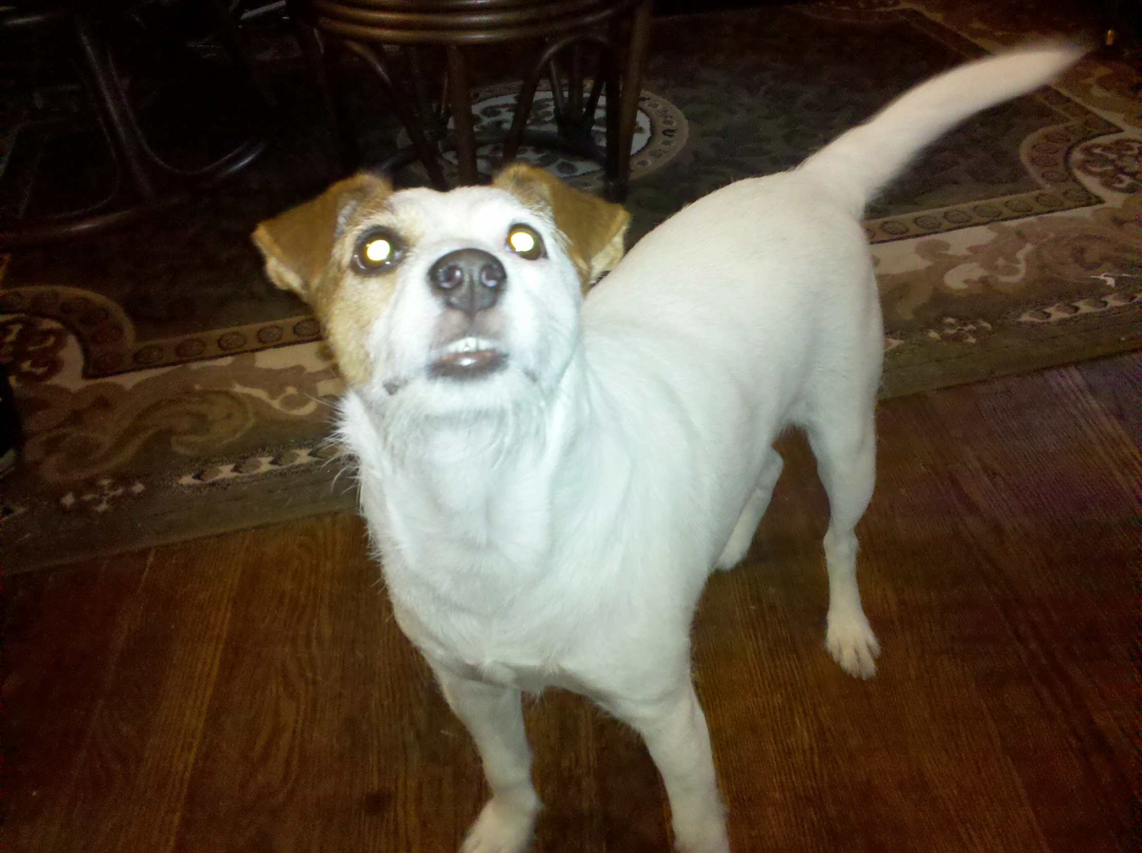 a dog standing on a wooden floor near some chairs