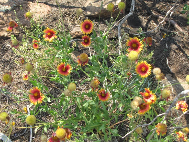 small flowers in dirt area next to wire fence