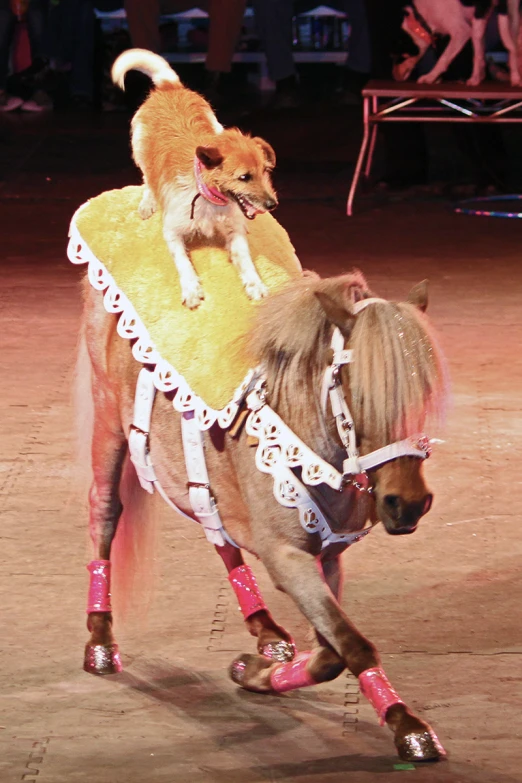 a horse is carrying a small dog on its back