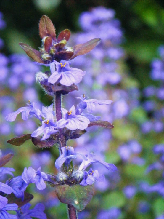 the flowers in the field are purple