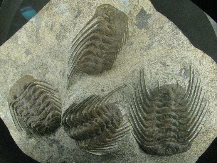 three fossil fish sitting on top of a stone