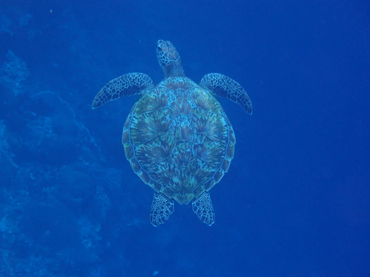 a very large turtle swimming over the water