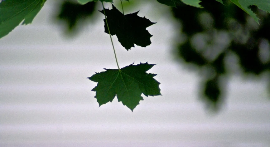 three leaves on top of each other near some water