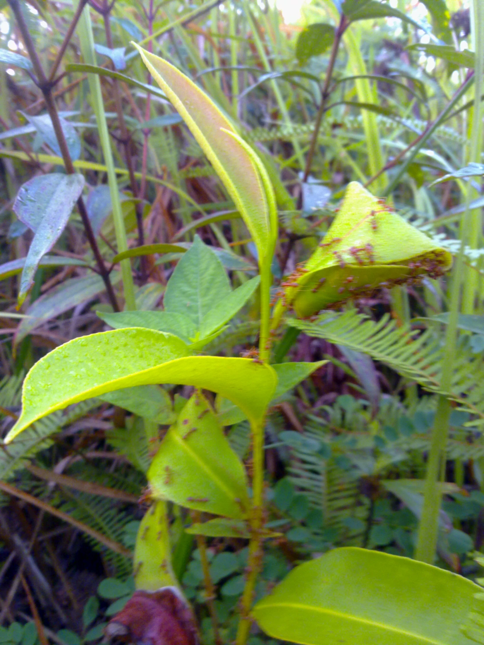 some plants in the grass and one is green