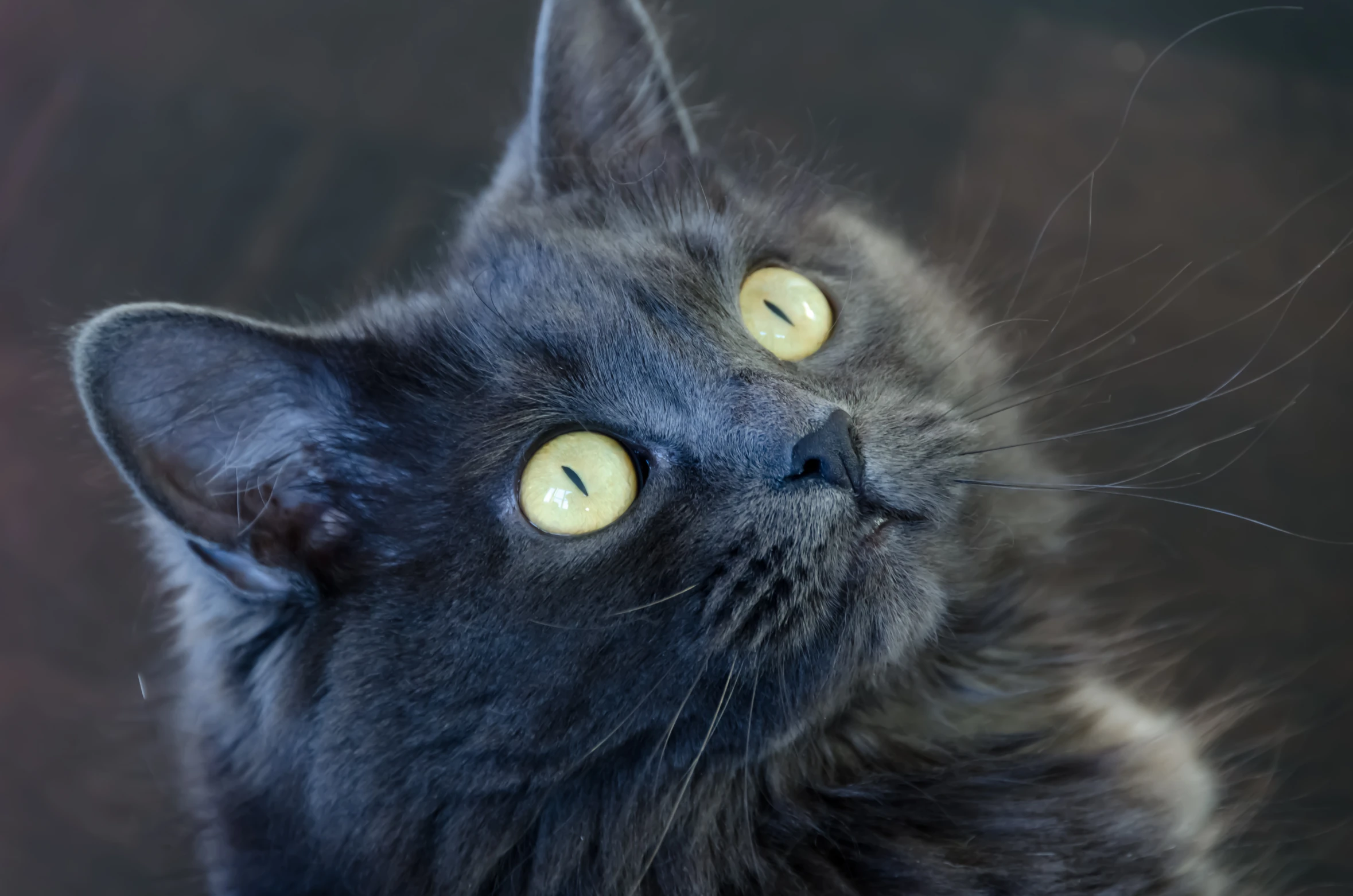 a grey cat with yellow eyes looking upward