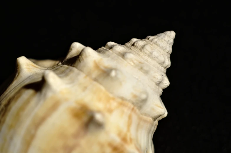 an up close pograph of some very large seashell