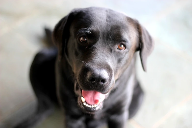 a black dog is looking up at the camera