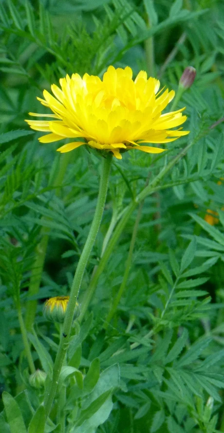 yellow flower blooms growing out of the tall grass