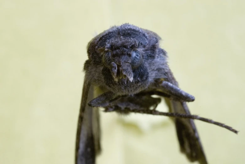 a bat hanging upside down on a nch