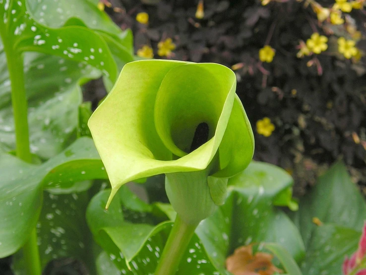 a single green flower with a hole in it