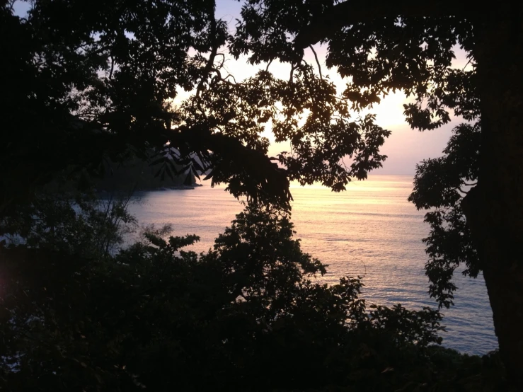 a view from trees of the ocean with the sun in the background