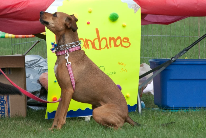 the dog is looking up at a colorful sign