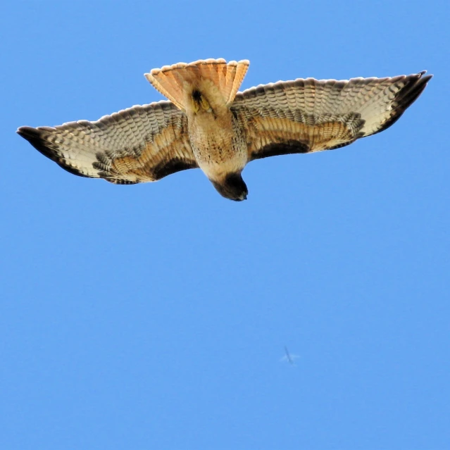 the bird is flying through the clear blue sky