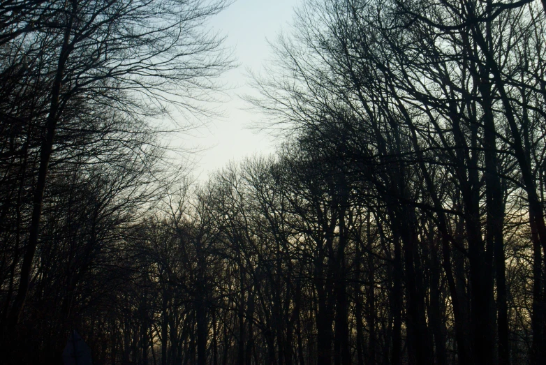 view of tall bare trees near the ocean on a windy day