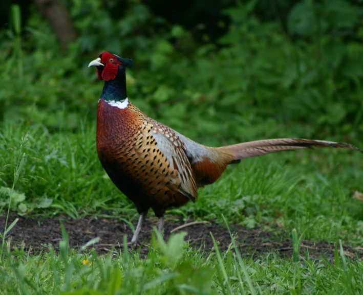a pheasant walking on a grassy patch of land
