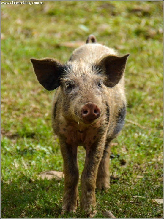 a small pig that is standing in the grass