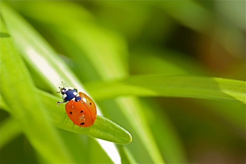 a lady bug is sitting on a bright green leaf