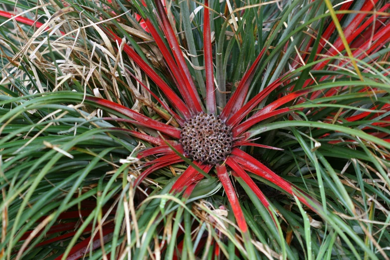 an exotic plant has red and green flowers
