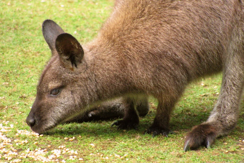 a small grey kangaroo standing on top of a lush green field