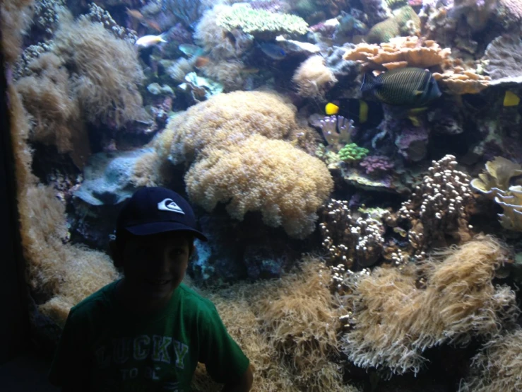 a  is looking at a large aquarium