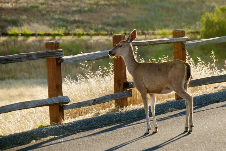 a small deer standing in the middle of the street