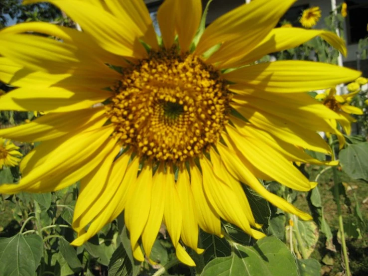 sunflower in the middle of the green field with leaves