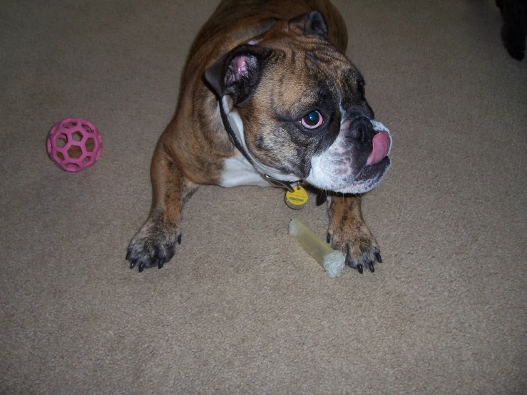 an adult brown and white dog laying next to a toy