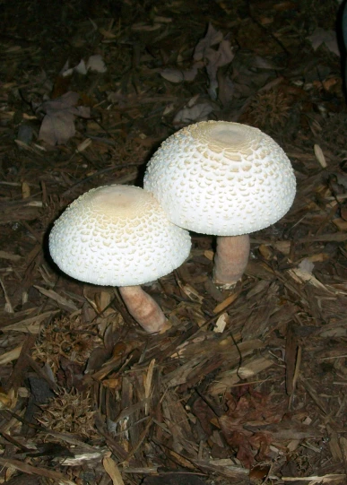 two white mushrooms are standing next to each other