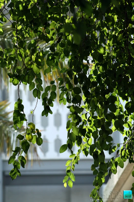 a green leafy tree with buildings in the background