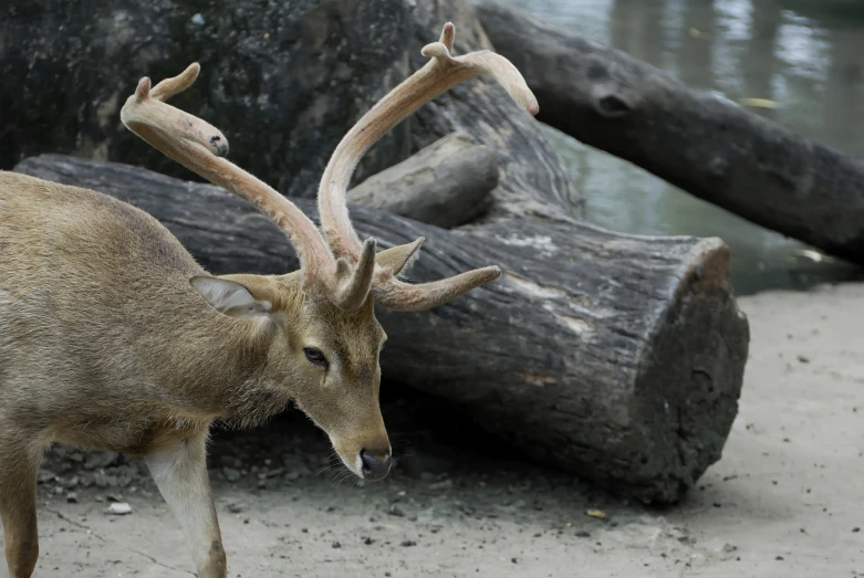 there is a deer walking along the beach