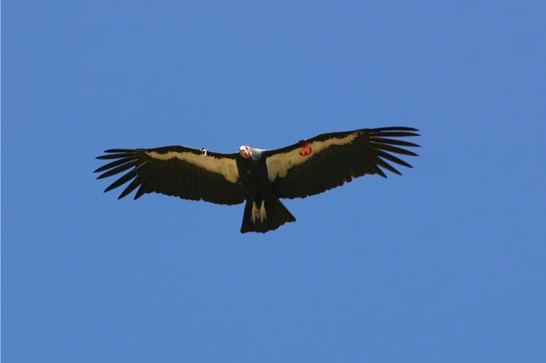 a bird flying in the blue sky with an adult vulture