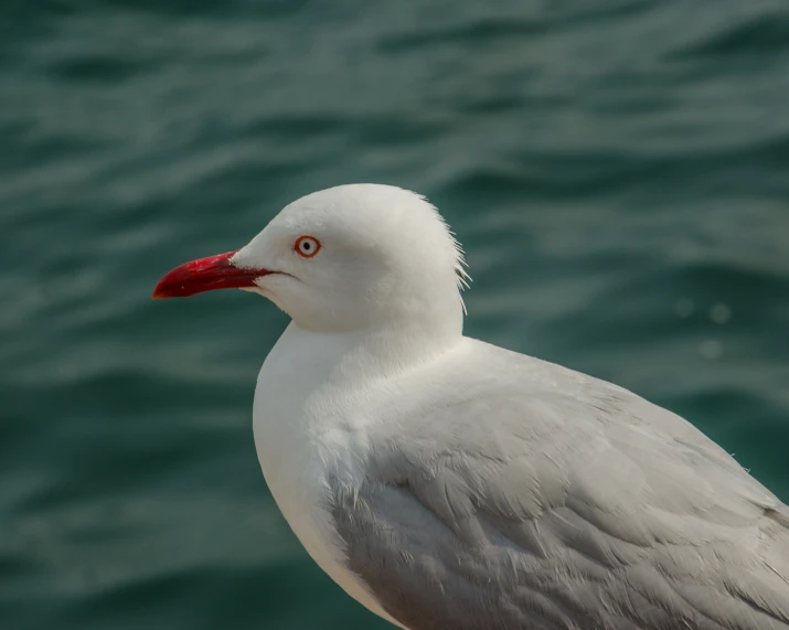 a white seagull sitting on the edge of the water