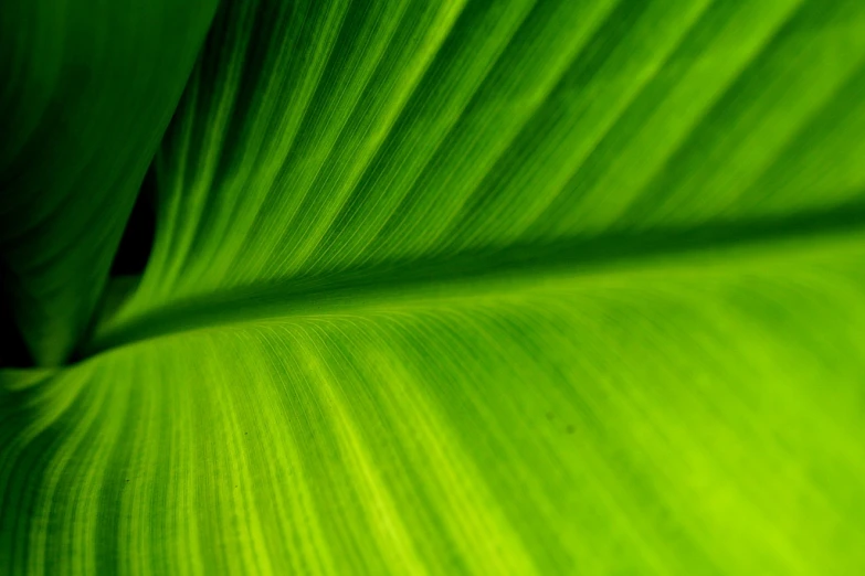 close up view of a green, long leaf of a plant