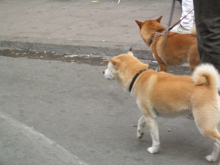 two dogs standing in a line on a cement area