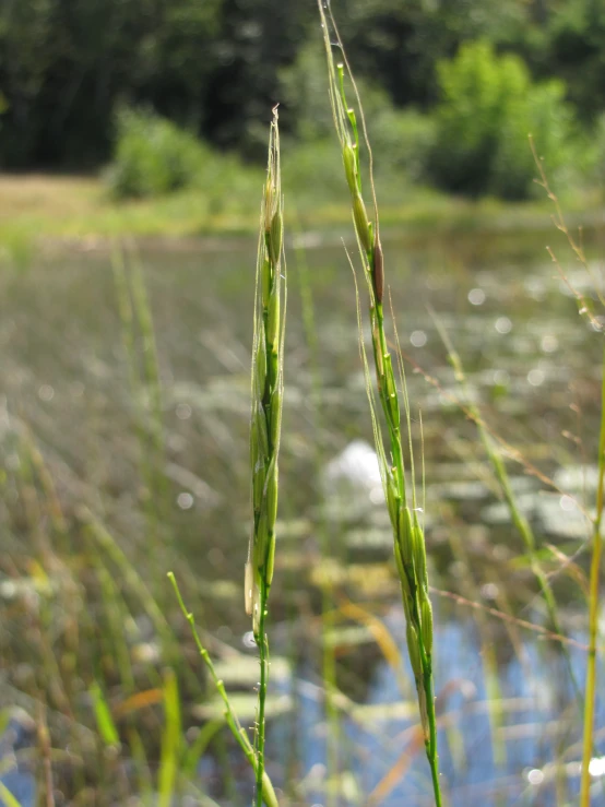 some grass with drops of water in the background