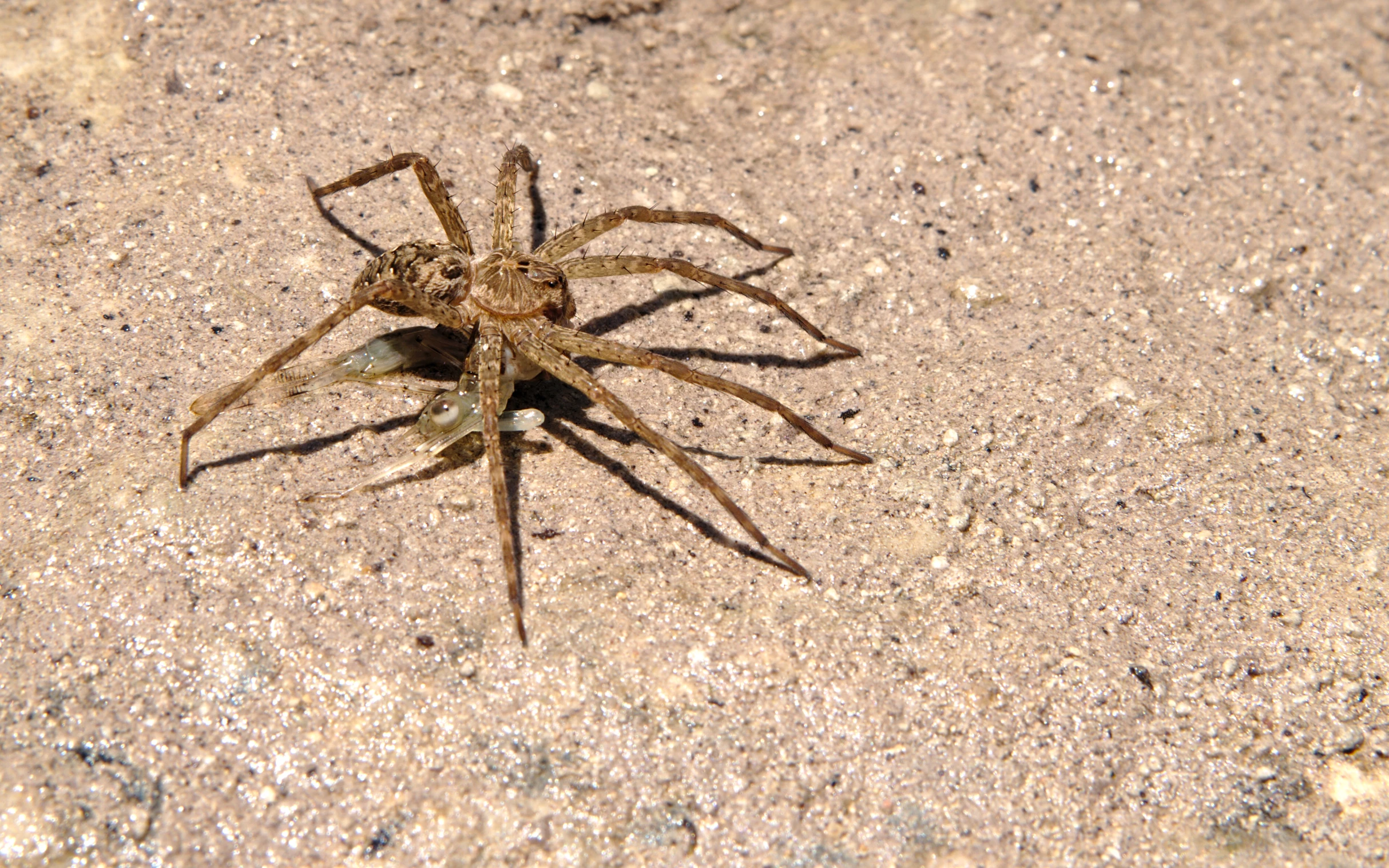 a large spider walking across a sandy ground