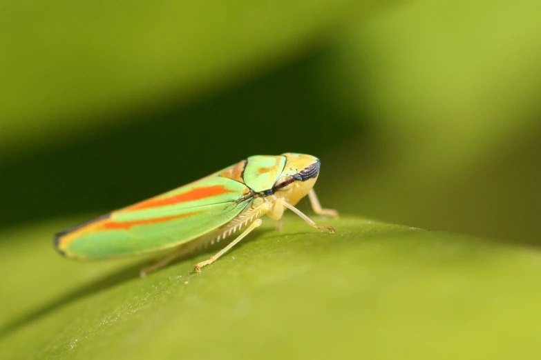 green insect sitting on a leaf and looking at the camera