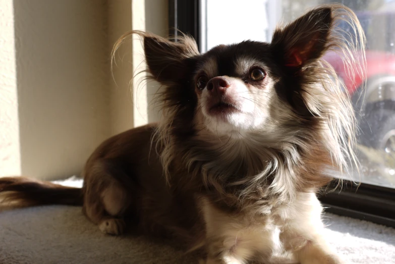 a small dog is sitting next to a window