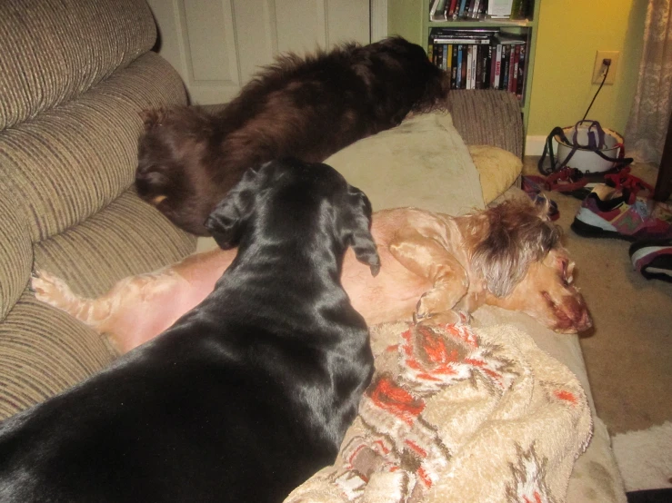 three large dogs and one small dog sleep on a couch