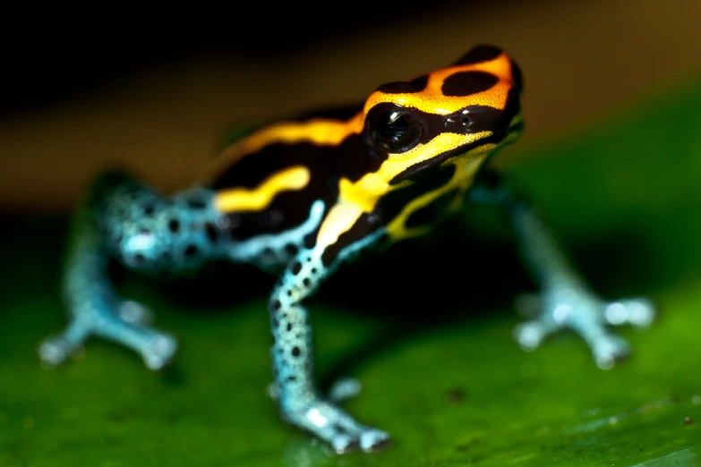 a small, brightly colored frog sitting on a leaf