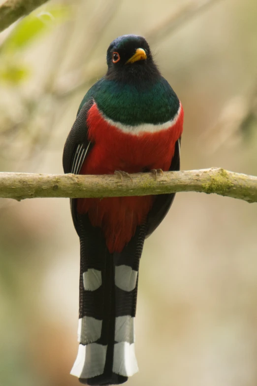 a black bird with multi colored feathers perches on a tree nch