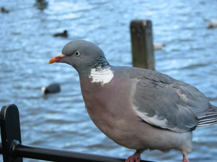 a gray pigeon is on a railing overlooking the water