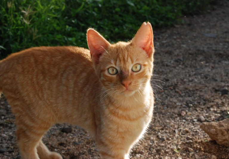 an orange cat walks on a gravel surface