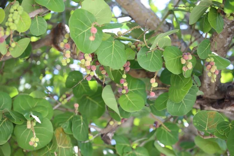 many pink dots on some leaf hang from the nches