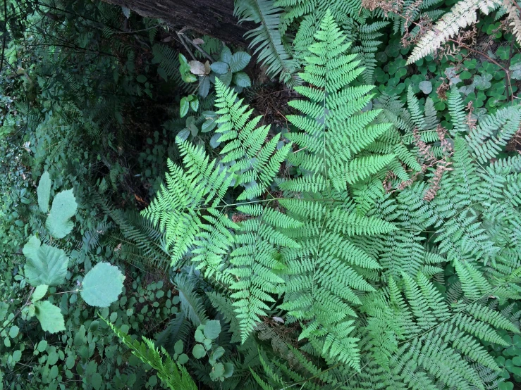 ferns are growing along a tree trunk in the forest