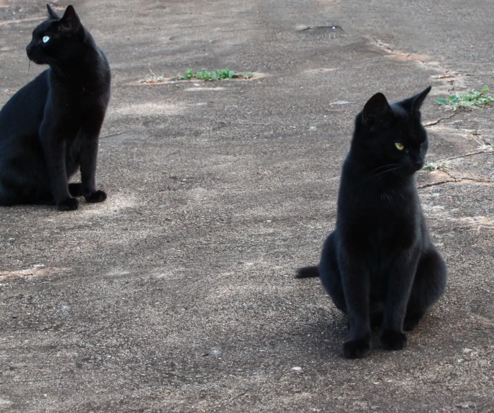 two black cats sitting down outside and one on the ground