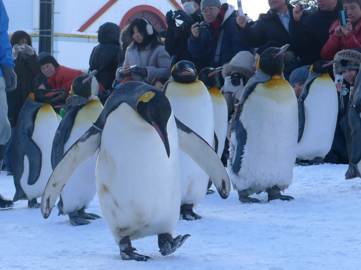 penguins wearing hats walking across snow with people behind them