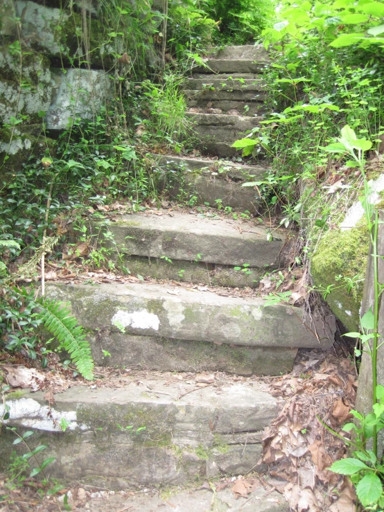 stone steps lead into a lush green forest